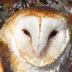 American Barn Owl: Ghostly Bird of Prey