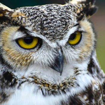 great horned owl close up