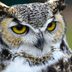 How to Identify a Great Horned Owl