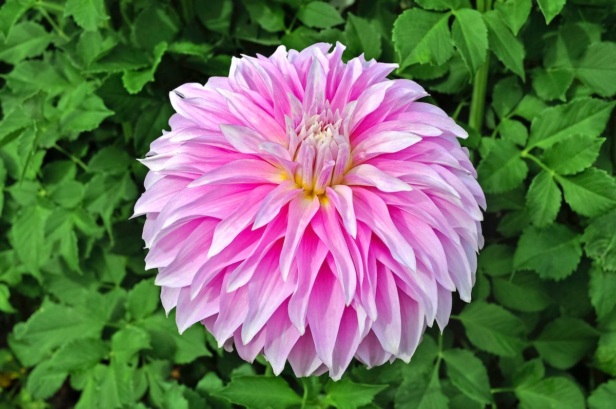 Top 10 Types of Dahlias to Grow