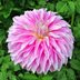 Top 10 Types of Dahlias to Grow