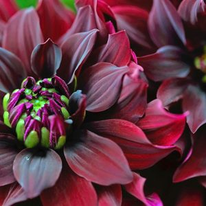 red dahlias in bloom