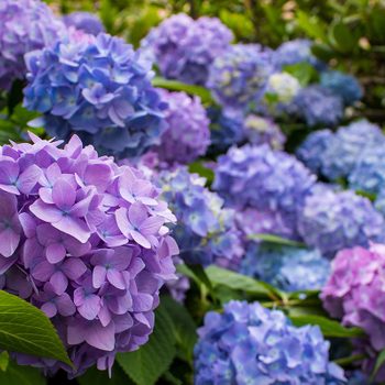 Hydrangeas