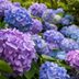 How to Care for Hydrangeas: 7 Things You Need to Know