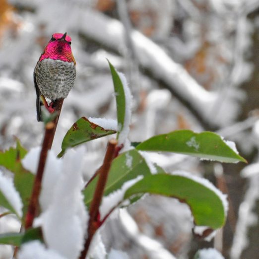 Anna's hummingbird in snow