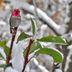 How Do Hummingbirds Survive Snow and Cold Weather?