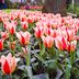 Top 10 Types of Tulips to Plant in Your Garden