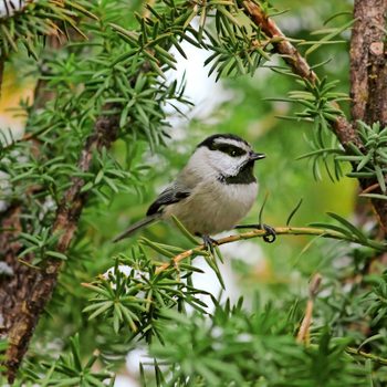 Mountain chickadee on branch