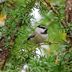 How to Identify and Attract a Mountain Chickadee