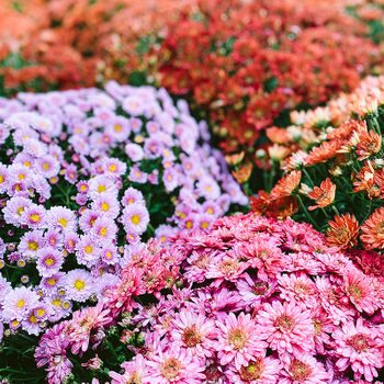 Full Frame View of Assorted Chrysanthemums