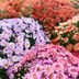 10 Things You Need to Know About Chrysanthemums