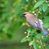 6 Perennial Plants With Year-Round Bird Benefits