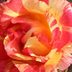 â€˜Citrus Splashâ€™ Is the Gorgeous Multicolored Rose You Need in Your Garden