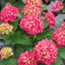 The â€˜Wee Bit Giddyâ€™ Hydrangea Is the GORGEOUS Flower Missing from Your Garden