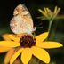 How to Identify and Attract Pearl Crescent Butterflies