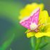 Meet the Colorful Moths You Can See During Daytime