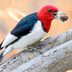 Red-Headed Woodpeckers: Redheads of the Bird World