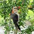 7 Backyard Birds That Eat Berries