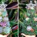 Succulent Christmas Trees Are the CUTEST Christmas Decoration