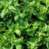 11 Mistakes You May Be Making with Fresh Basil