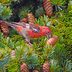 Meet the Crossbill Birds: Ultimate Nomads