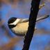 20 Incredibly Cute Chickadee Pictures