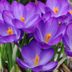 The Ultimate Guide to Planting Spring Bulbs