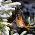 How to Create Winter Shelter for Birds