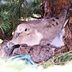 You Won't Believe How Fast Mourning Doves Build Nests