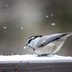 12 Winter Birds Myths and Facts: Do Birds Get Cold?