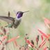 How Long Do Hummingbirds Live?