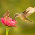 Where Do Hummingbirds Migrate in Winter?