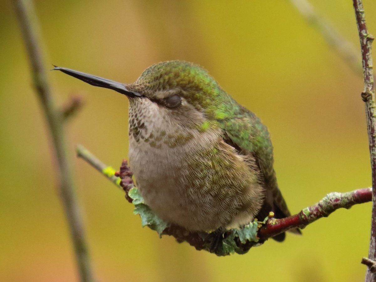 Where Do Hummingbirds Sleep at Night?