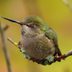 Where Do Hummingbirds Sleep at Night?