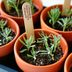 Plant Propagation: How to Multiply Your Plants for Free