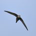 8 Fascinating Swift Bird Facts You Should Know