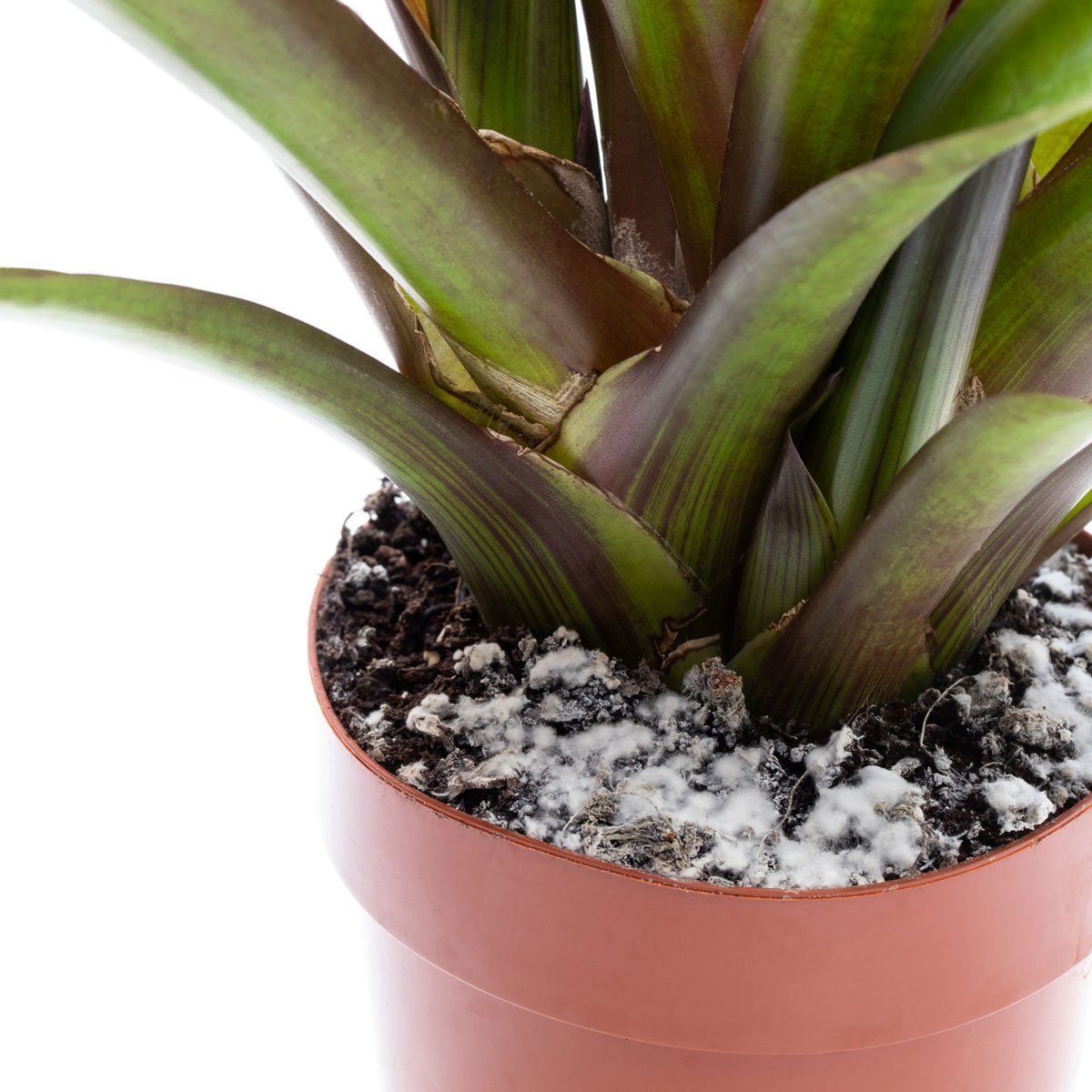 Why Is There Mold on My Houseplant Soil and How Do I Fix It?