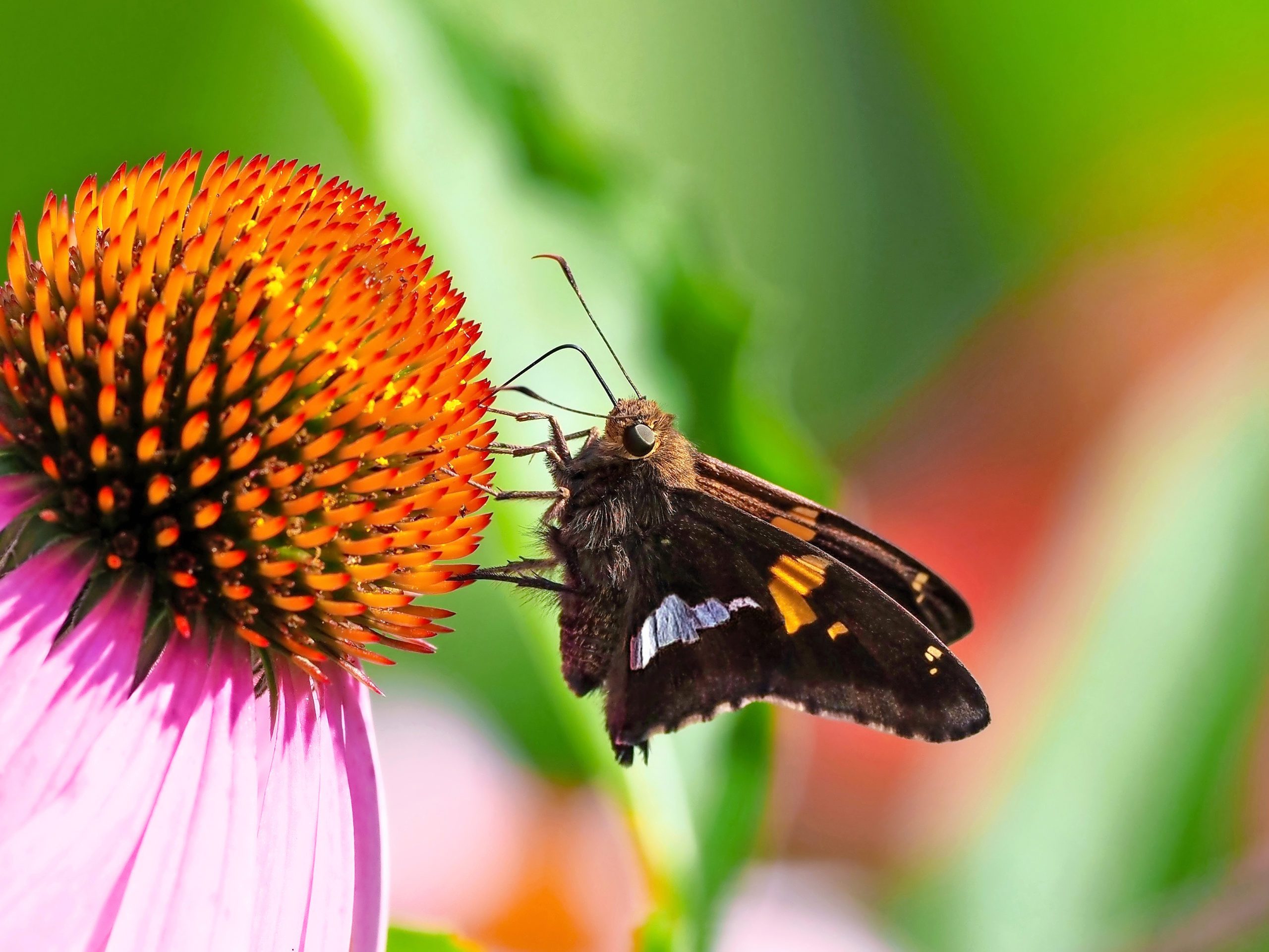 Silver-Spotted Skipper Butterflies: 5 Things to Know