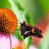 Silver-Spotted Skipper Butterflies: 5 Things to Know