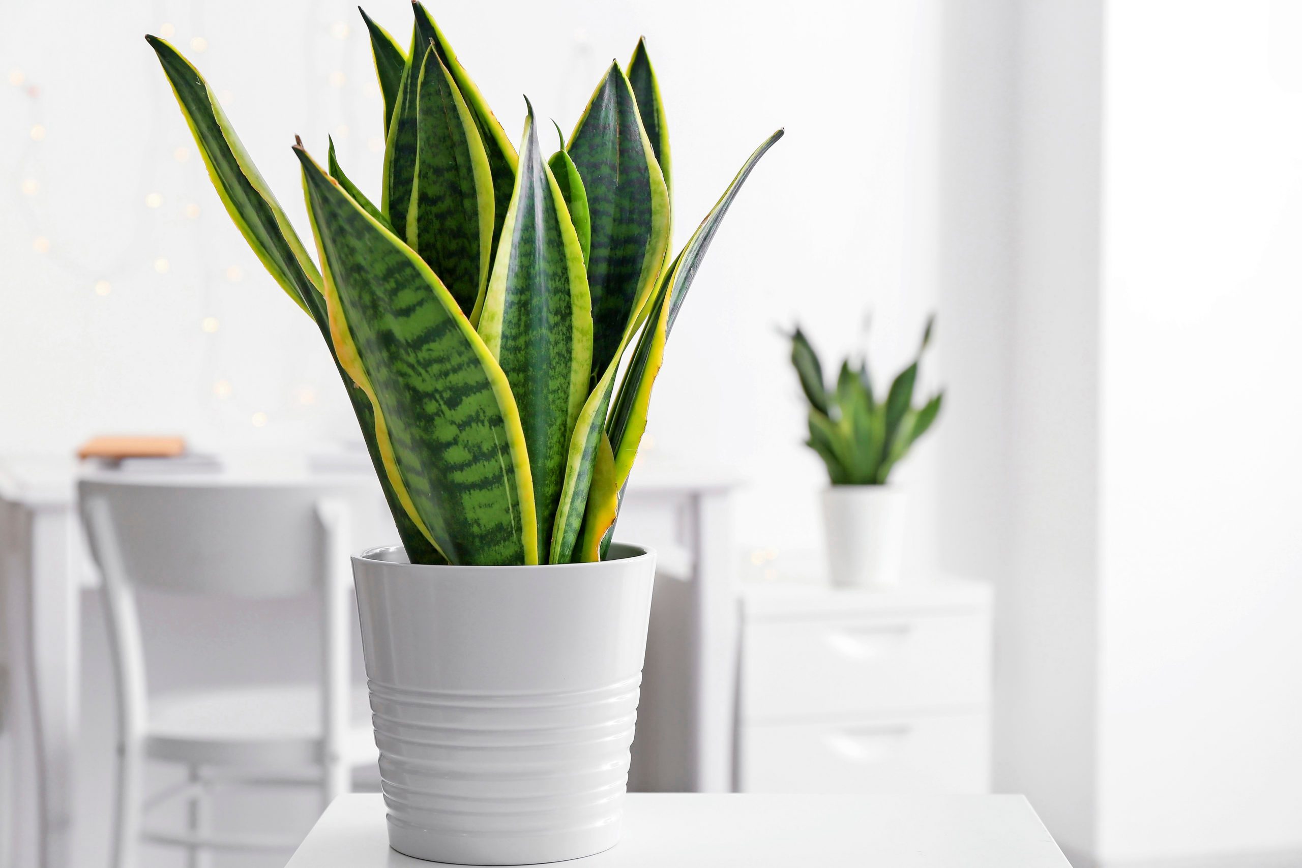 The Complete (And Easy!) Guide to Snake Plant Care