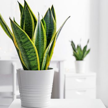 A snake plant sitting on a white table.