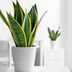 The Complete (And Easy!) Guide to Snake Plant Care