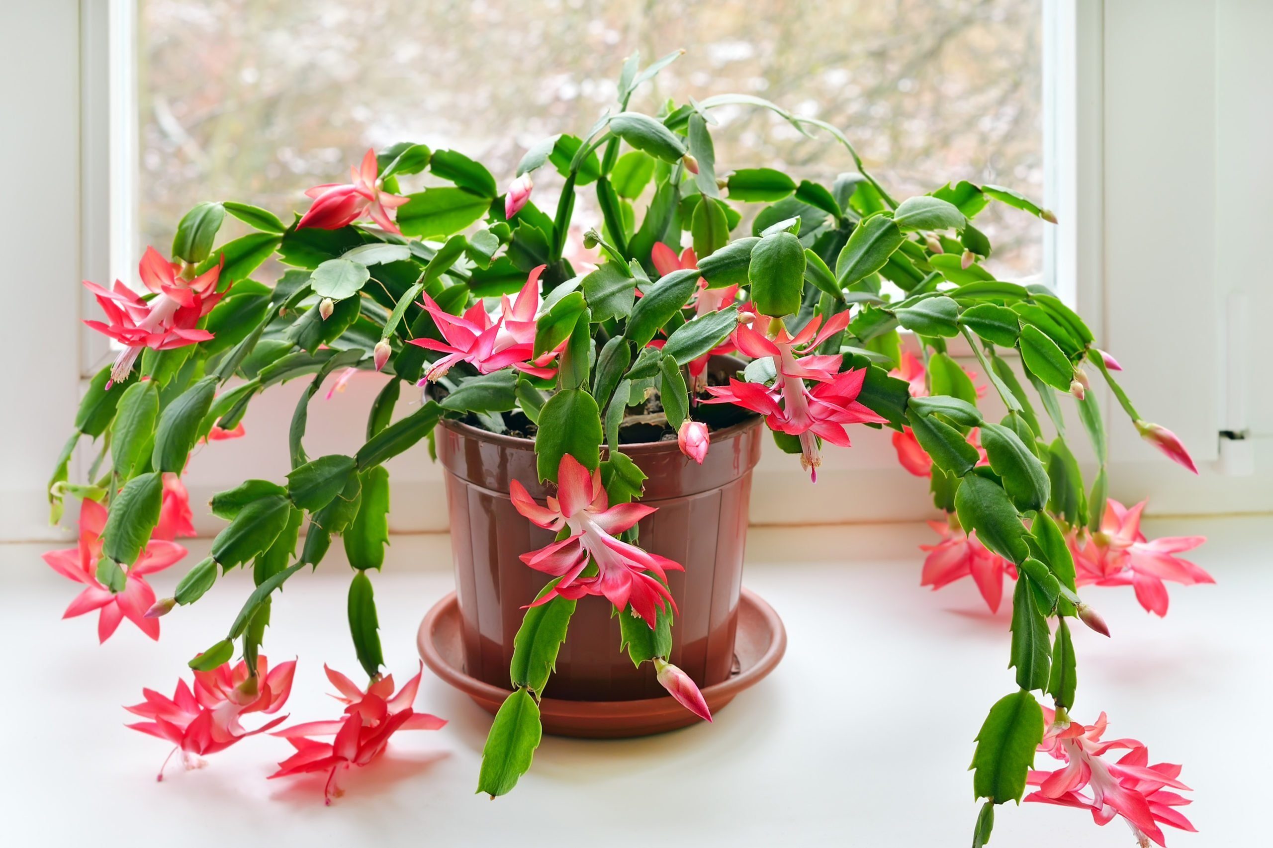 This Thanksgiving Cactus Is the Perfect Turkey Day Centerpiece