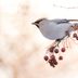 Bohemian Waxwing vs Cedar Waxwing: ID Tips