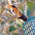 The 9 Best Fall Bird Feeder Tips