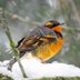 Meet the Varied Thrush: Voice of the Northwest