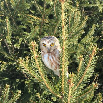 northern saw-whet owl, bird of prey raptor