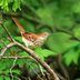 8 Types of Thrasher Birds Found in North America