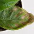 How to Prevent Brown Spots on Plant Leaves