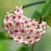 Hoya Plant Care Tips from a Garden Expert